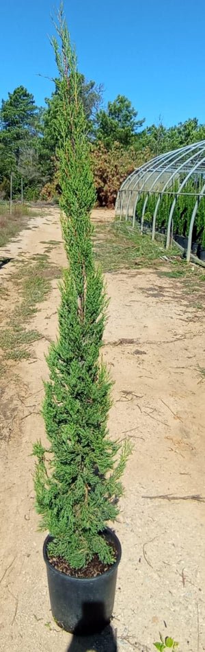 Ciprés Stricta - Cupressus sempervirens - El Nou Garden