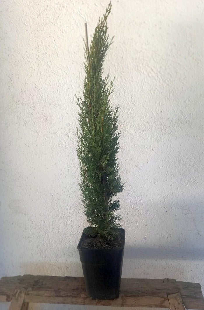 Ciprés Stricta - Cupressus sempervirens - El Nou Garden