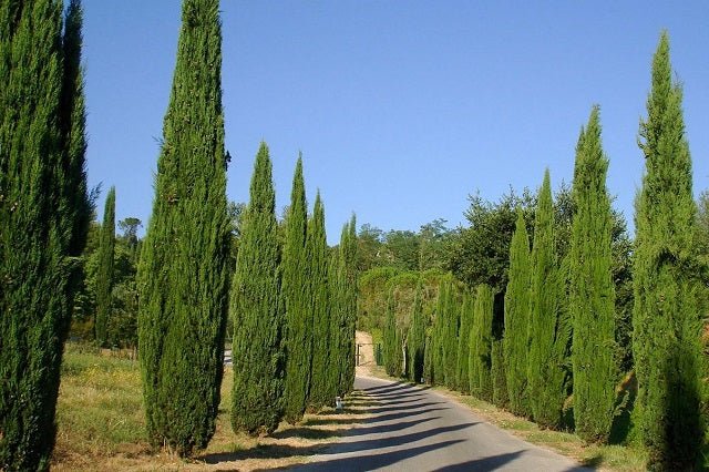 Ciprés Totem - Cupressus sempervirens - El Nou Garden