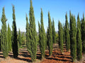 Ciprés Totem - Cupressus sempervirens - El Nou Garden