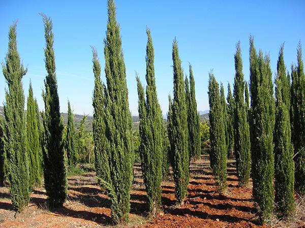 Ciprés Totem - Cupressus sempervirens - El Nou Garden