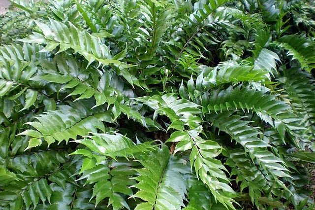 Cirtomio - Cyrtomium falcatum - El Nou Garden