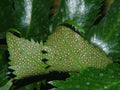 Cirtomio - Cyrtomium falcatum - El Nou Garden
