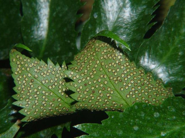 Cirtomio - Cyrtomium falcatum - El Nou Garden