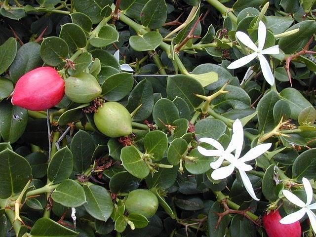 Ciruela de Natal - Carissa macrocarpa - El Nou Garden