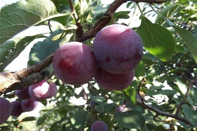 Ciruelo Angeleno negro - Prunus domestica - El Nou Garden