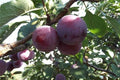 Ciruelo Angeleno negro - Prunus domestica - El Nou Garden