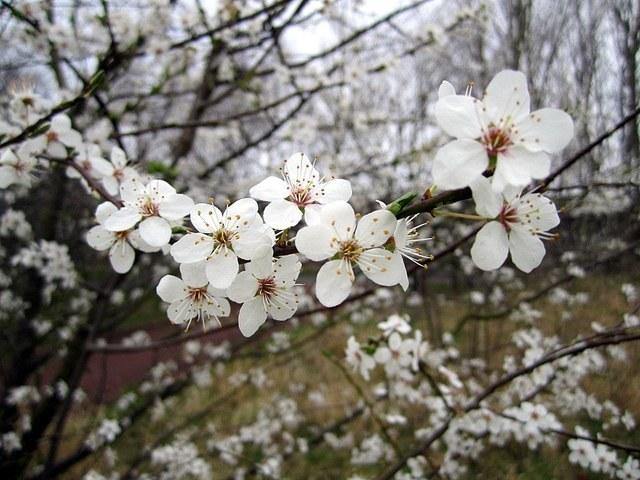 Ciruelo Angeleno negro - Prunus domestica - El Nou Garden