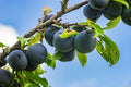 Ciruelo Black Amber - Prunus domestica - El Nou Garden