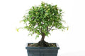 Ciruelo dulce chino - Sageretia theezans - Bonsai - El Nou Garden