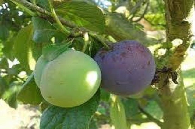 Ciruelo Dúo - Ciruelas amarillas y negras - Prunus domestica - El Nou Garden