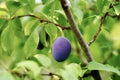 Ciruelo Fortune - Prunus domestica - El Nou Garden