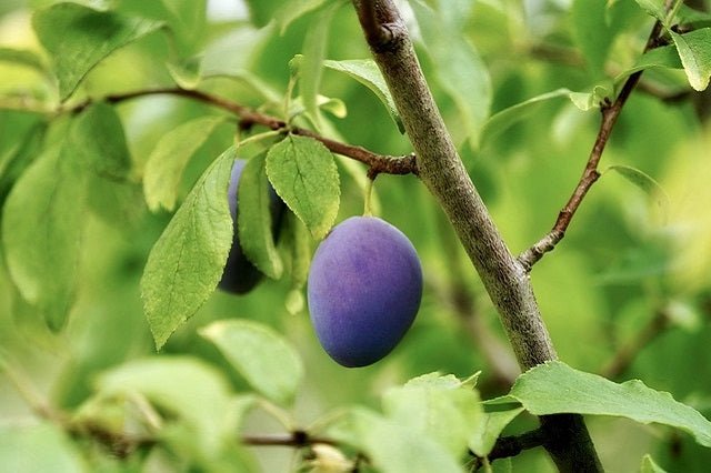 Ciruelo Fortune - Prunus domestica - El Nou Garden