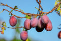 Ciruelo Fraile tardío - Prunus domestica - El Nou Garden
