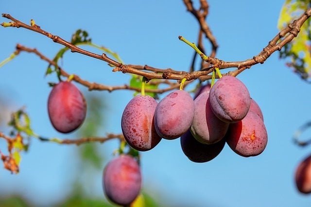 Ciruelo Fraile tardío - Prunus domestica - El Nou Garden
