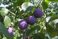 Ciruelo Friar - Prunus domestica - El Nou Garden