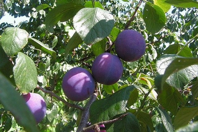 Ciruelo Friar - Prunus domestica - El Nou Garden