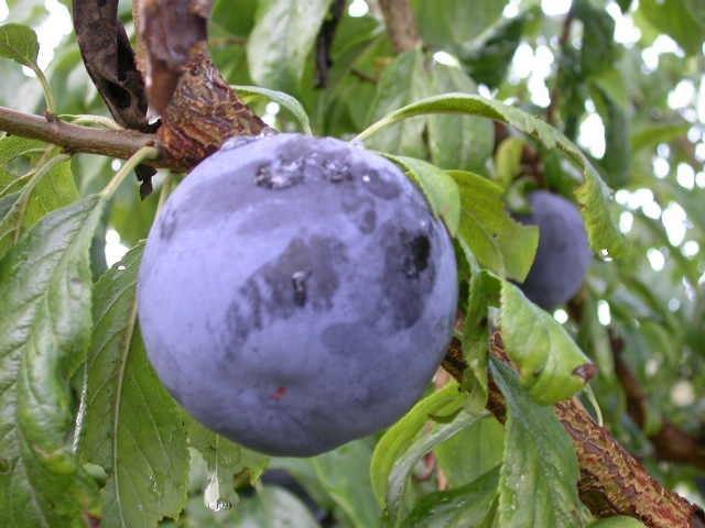 Ciruelo Friar - Prunus domestica - El Nou Garden