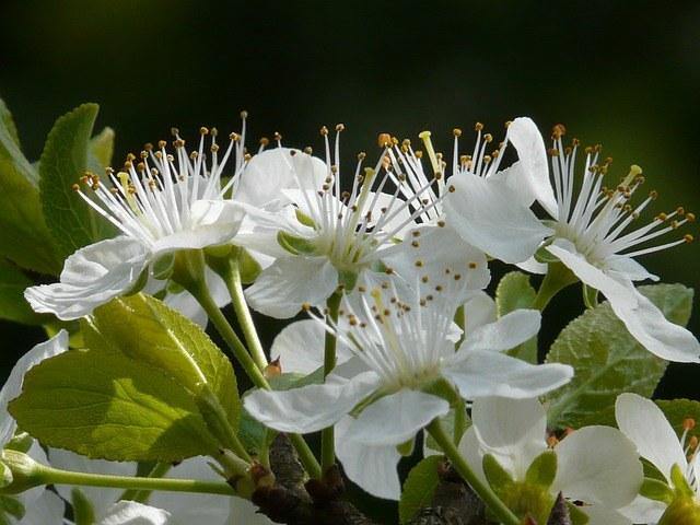 Ciruelo Friar - Prunus domestica - El Nou Garden