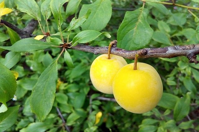 Ciruelo Golden Japan - Prunus domestica - El Nou Garden
