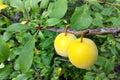 Ciruelo Golden Japan - Prunus domestica - El Nou Garden