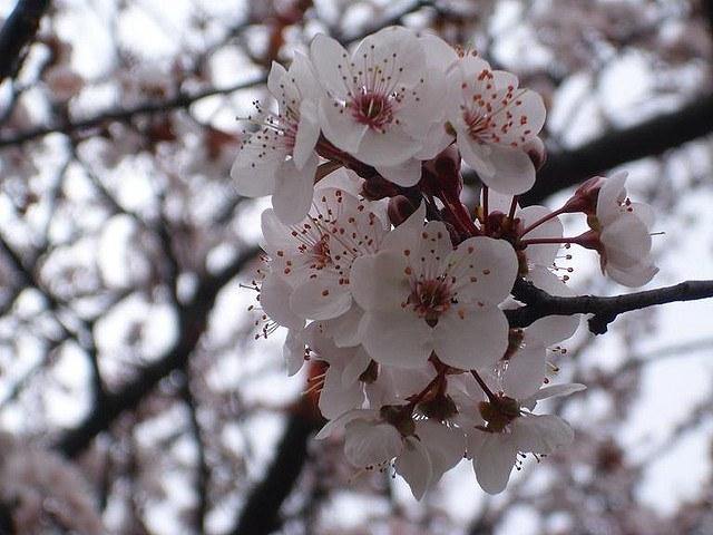Ciruelo Golden Japan - Prunus domestica - El Nou Garden