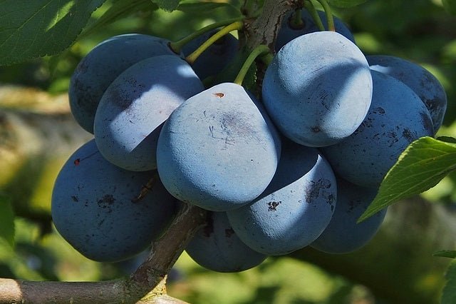 Ciruelo japonés negro - Prunus domestica - El Nou Garden