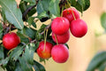 Ciruelo japonés rojo - Prunus domestica - El Nou Garden