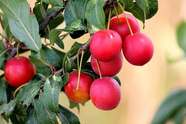 Ciruelo japonés rojo - Prunus domestica - El Nou Garden