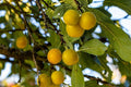 Ciruelo Mirabelle de Nancy - Prunus domestica - El Nou Garden