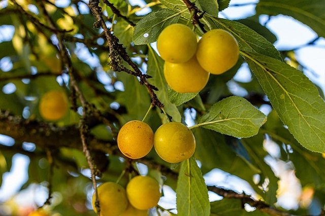 Ciruelo Mirabelle de Nancy - Prunus domestica - El Nou Garden