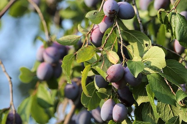 Ciruelo President - Prunus domestica - El Nou Garden