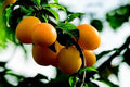 Ciruelo Reina Claudia dorada - Prunus domestica - El Nou Garden