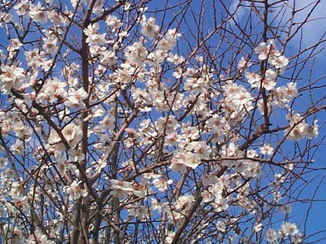 Ciruelo Reina Claudia Tolosa - Prunus domestica - El Nou Garden