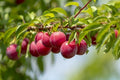 Ciruelo Santa Rosa - Prunus domestica - El Nou Garden