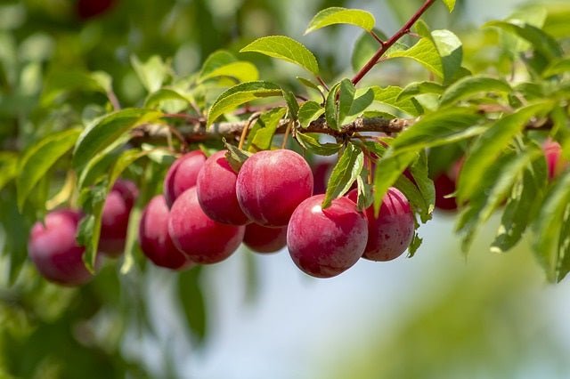 Ciruelo Santa Rosa - Prunus domestica - El Nou Garden