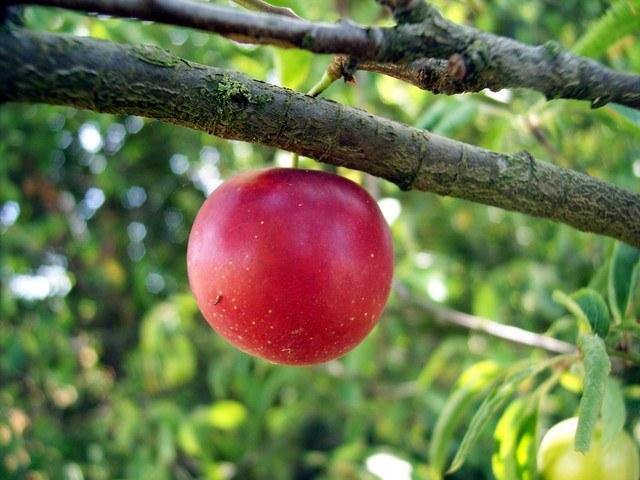 Ciruelo Santa Rosa - Prunus domestica - El Nou Garden