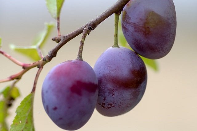 Ciruelo Stanley - Prunus domestica - El Nou Garden