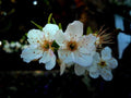 Ciruelo Stanley - Prunus domestica - El Nou Garden