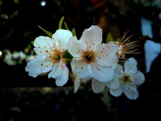 Ciruelo Stanley - Prunus domestica - El Nou Garden