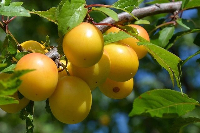 Ciruelo Sun Gold - Prunus domestica - El Nou Garden
