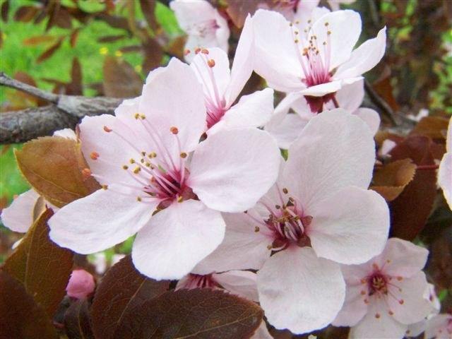 Ciruelo Sun Gold - Prunus domestica - El Nou Garden