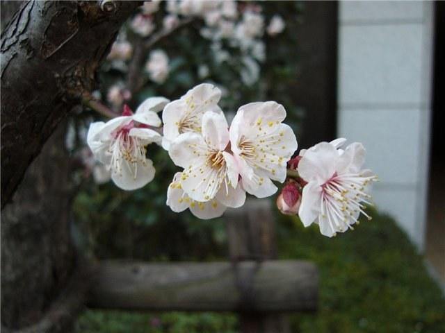 Ciruelo Sun Gold - Prunus domestica - El Nou Garden