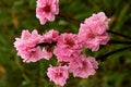 Ciruelo Taoflora Pink - Prunus persica Taoflora Pink - El Nou Garden