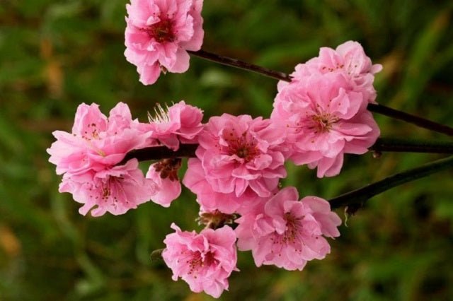 Ciruelo Taoflora Pink - Prunus persica Taoflora Pink - El Nou Garden