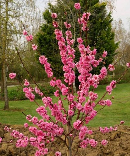 Ciruelo Taoflora Pink - Prunus persica Taoflora Pink - El Nou Garden