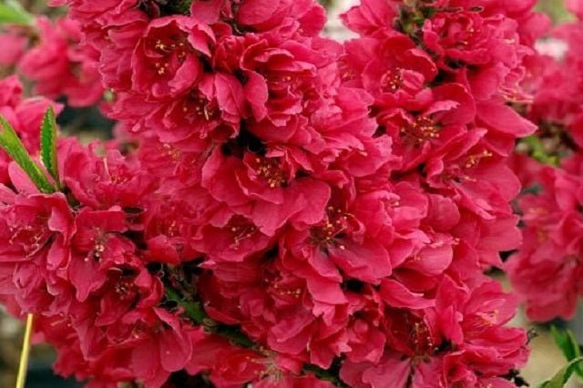 Ciruelo Taoflora Red - Prunus persica Taoflora Red - El Nou Garden