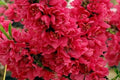 Ciruelo Taoflora Red - Prunus persica Taoflora Red - El Nou Garden