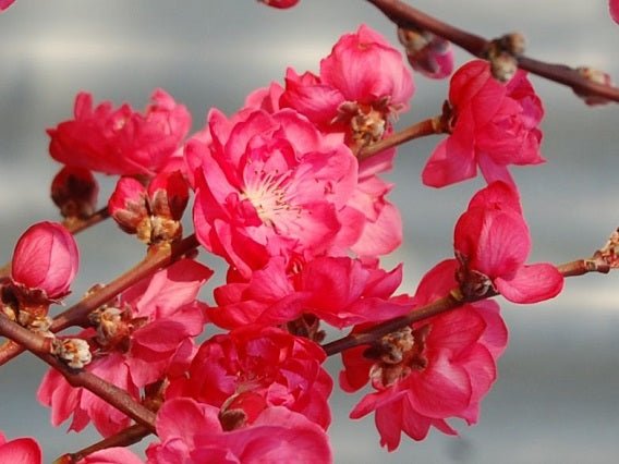 Ciruelo Taoflora Red - Prunus persica Taoflora Red - El Nou Garden
