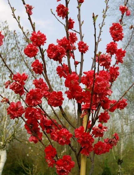 Ciruelo Taoflora Red - Prunus persica Taoflora Red - El Nou Garden